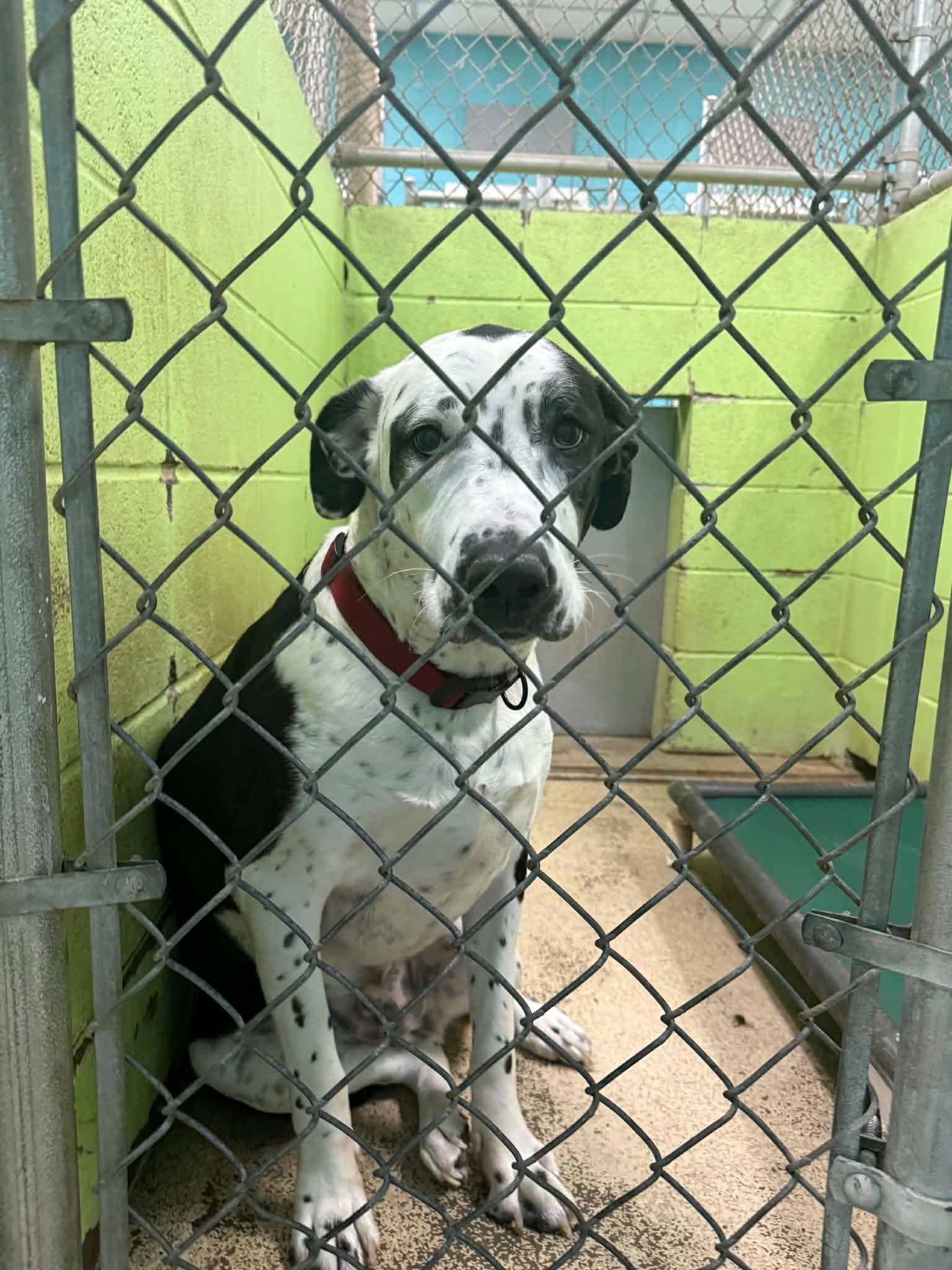 Enlarge Jessie, an adopted Great Dane in Fort Payne, AL image 1/1