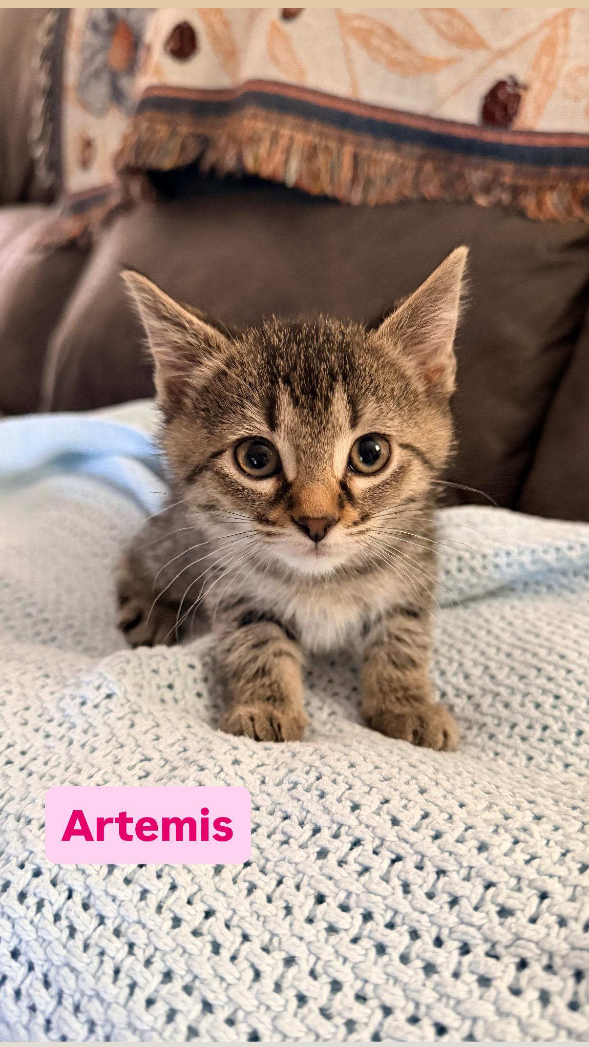 Enlarge Artemis, an adopted Domestic Short Hair in Crown Point, IN image 1/1