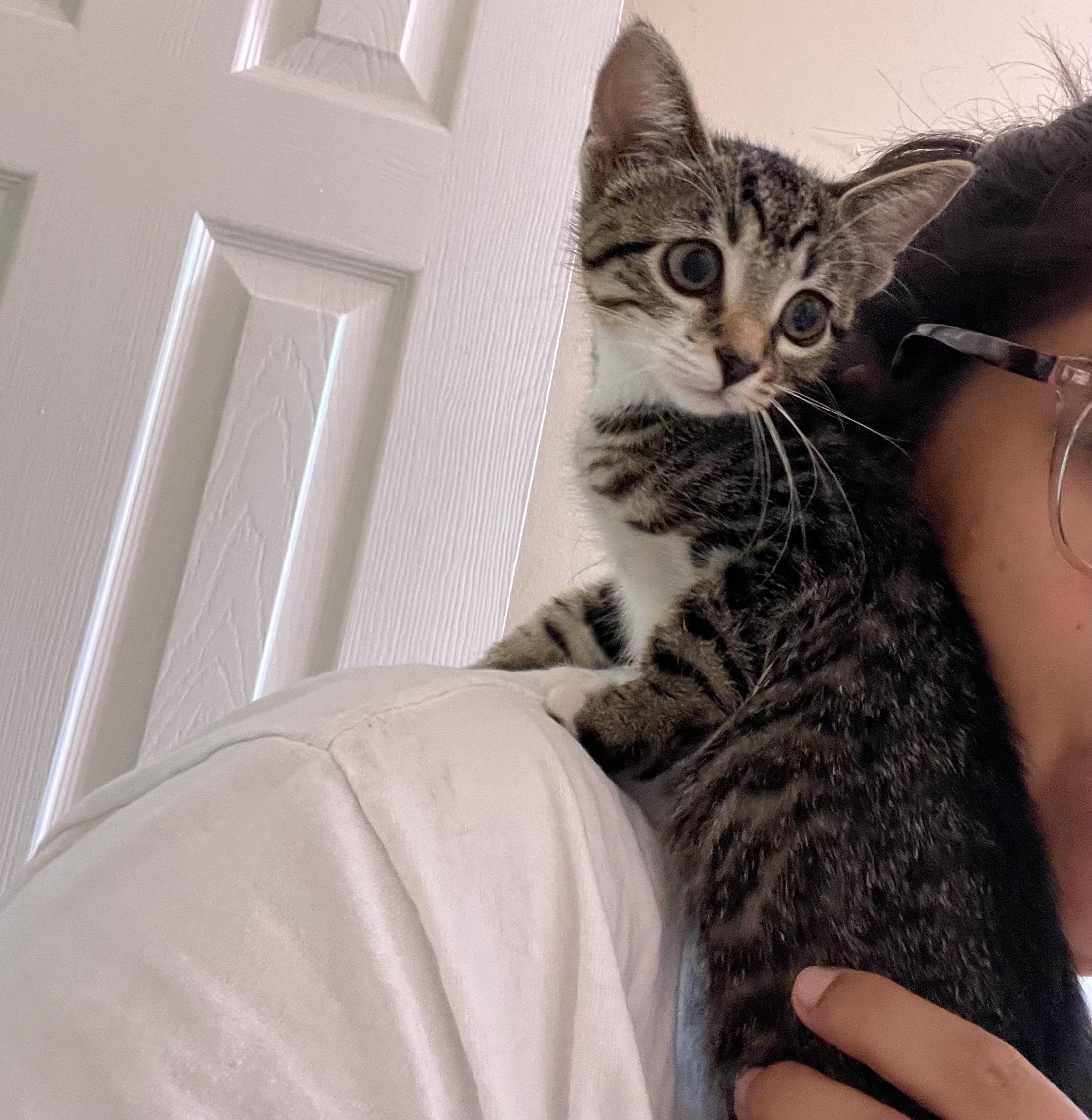 Luna #sister-of-Clover