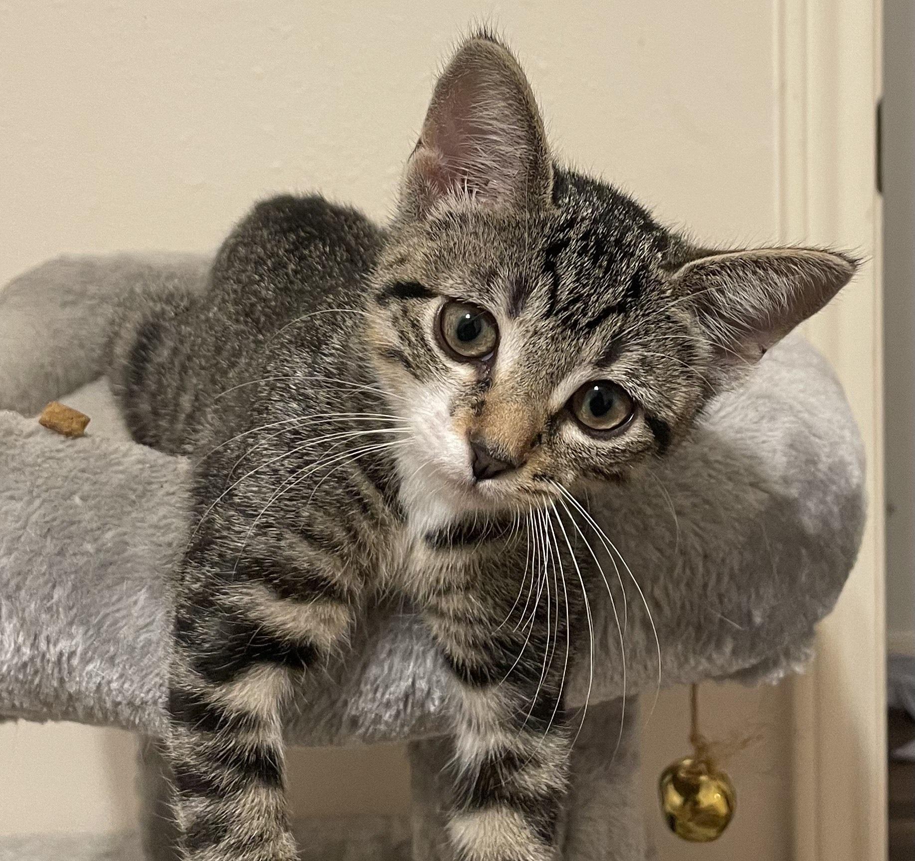 Luna #sister-of-Clover