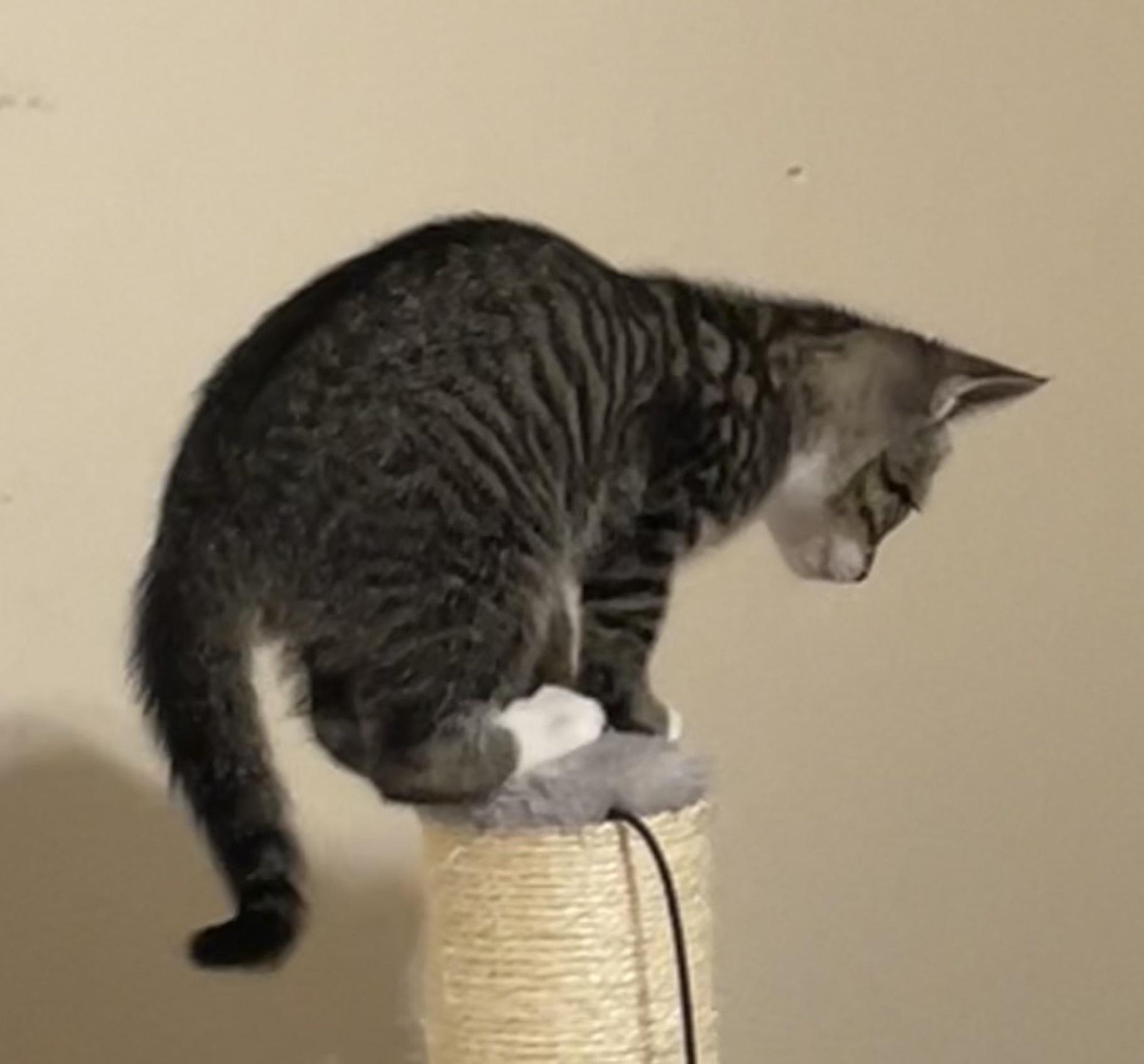 Luna #sister-of-Clover