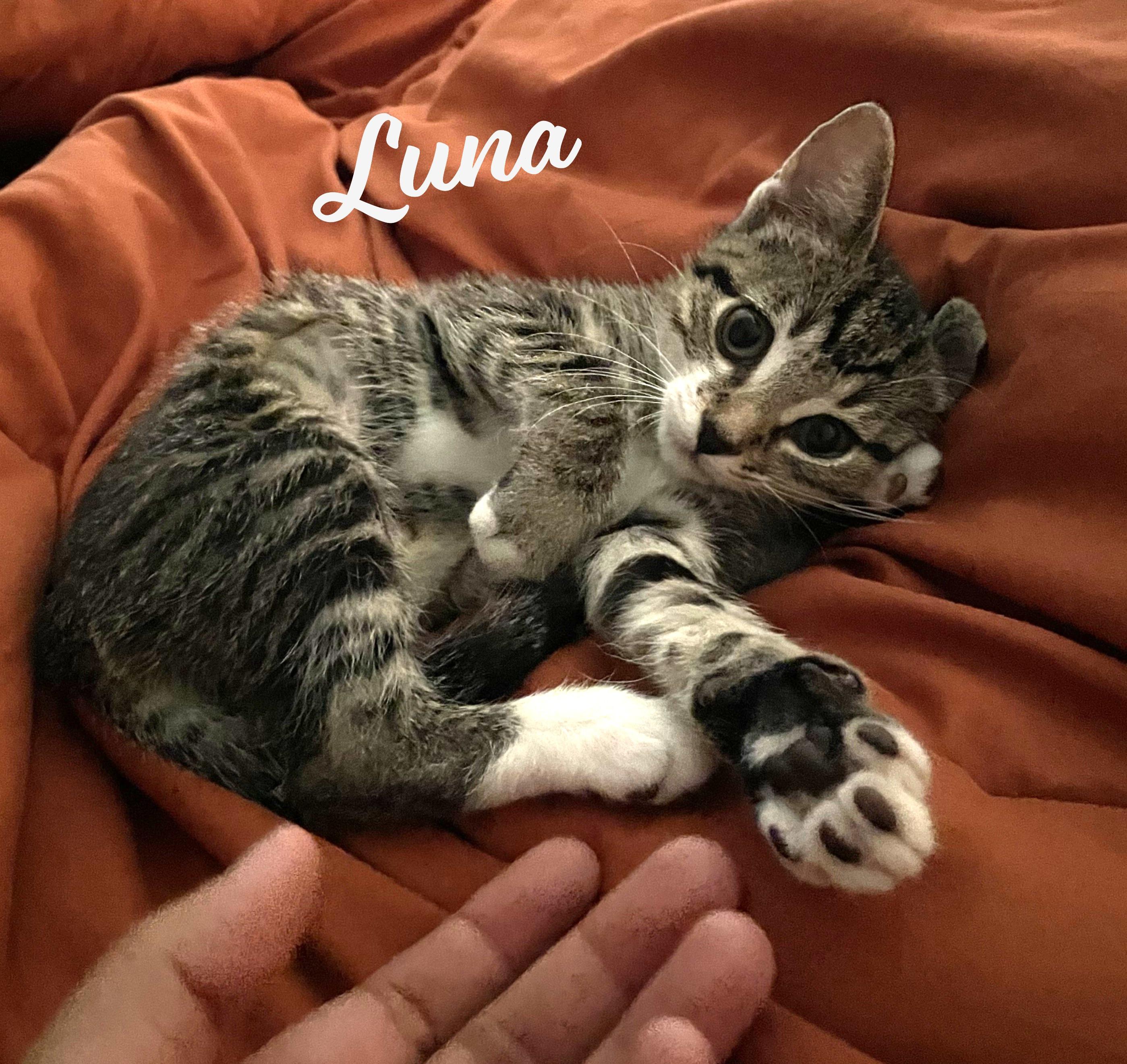 Luna #sister-of-Clover
