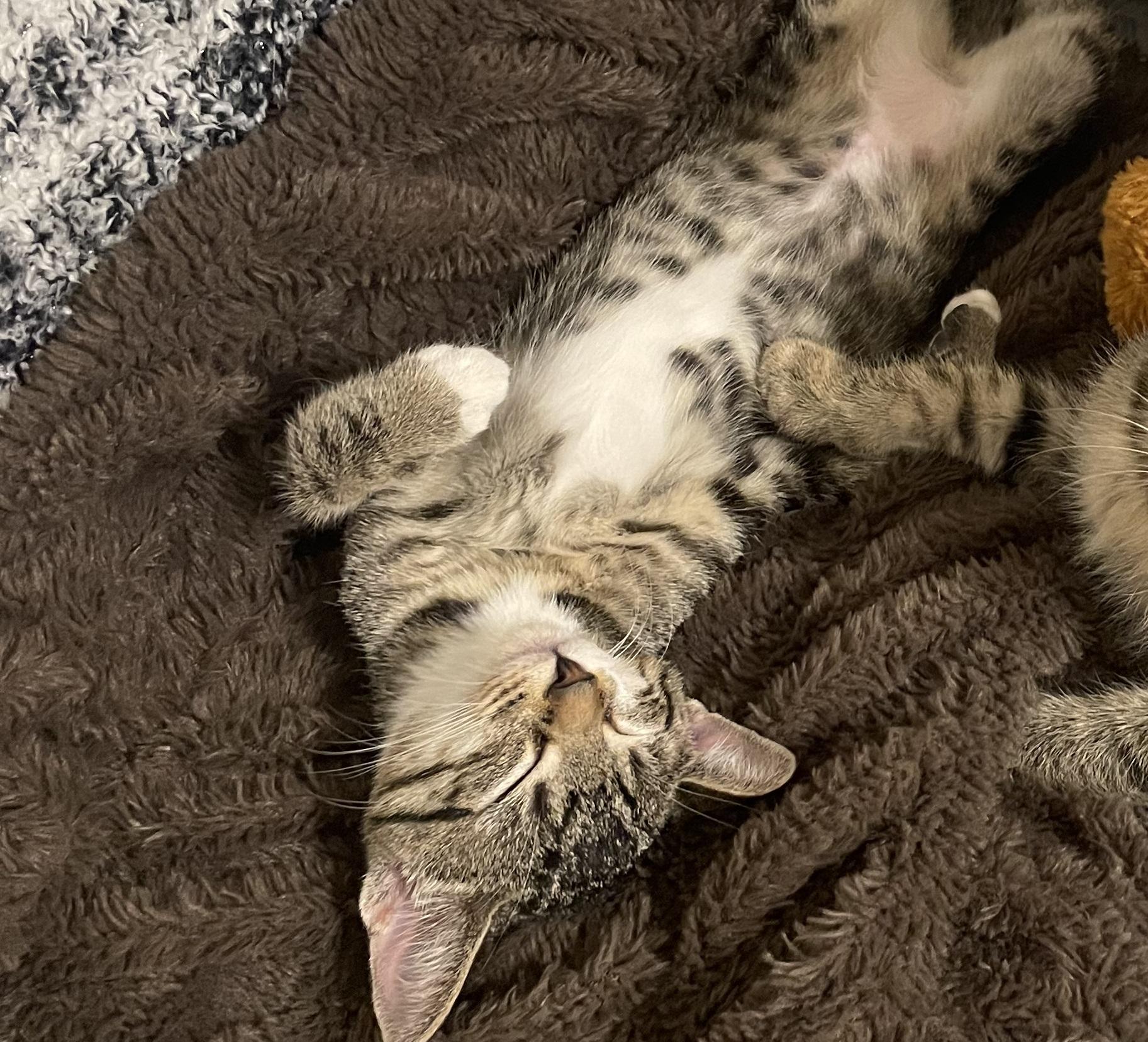 Luna #sister-of-Clover