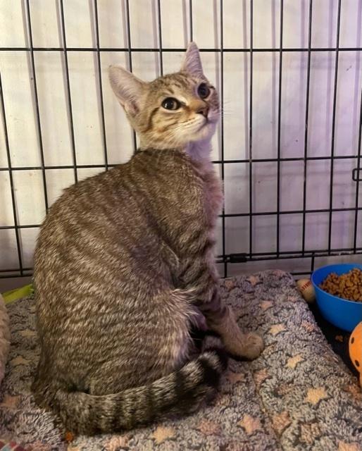 Enlarge Stormy, a Adopted Domestic Short Hair in Huntington, NY image 1/1