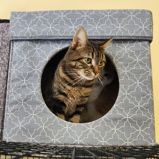 Enlarge Ernest, a Adoptable Domestic Short Hair in Saranac Lake, NY image 1/7