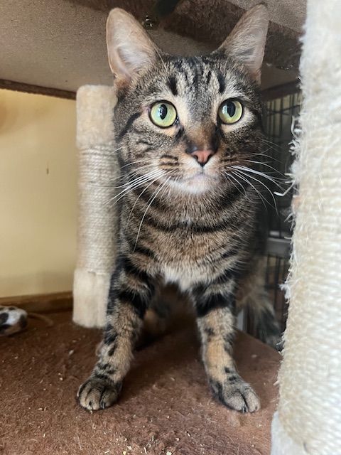 Enlarge Ernest, a Adoptable Domestic Short Hair in Saranac Lake, NY image 2/7