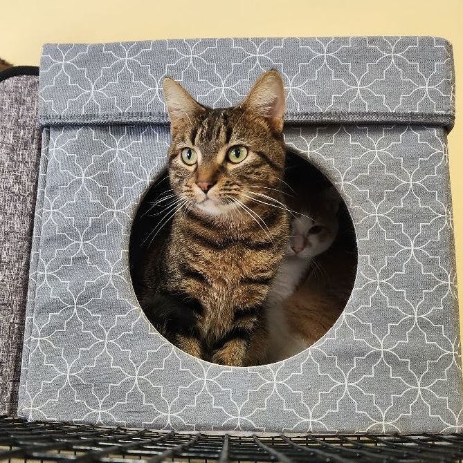 Enlarge Ernest, a Adoptable Domestic Short Hair in Saranac Lake, NY image 3/7