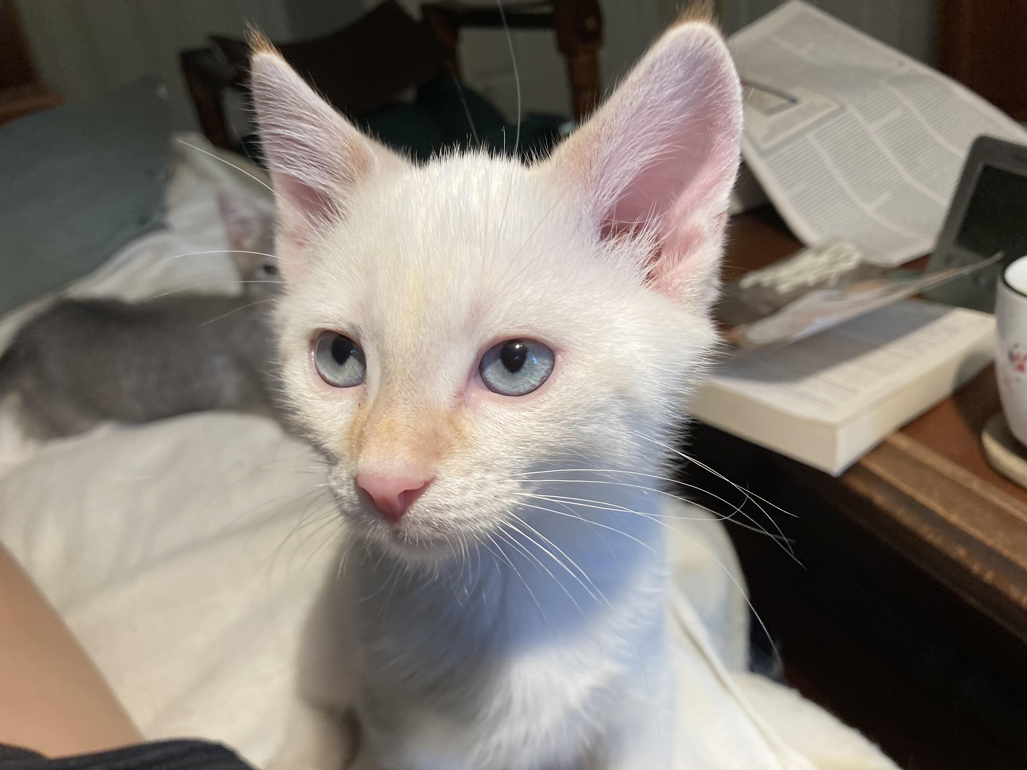 Rumor and Mirabel, adopted, Kitten Male Siamese.