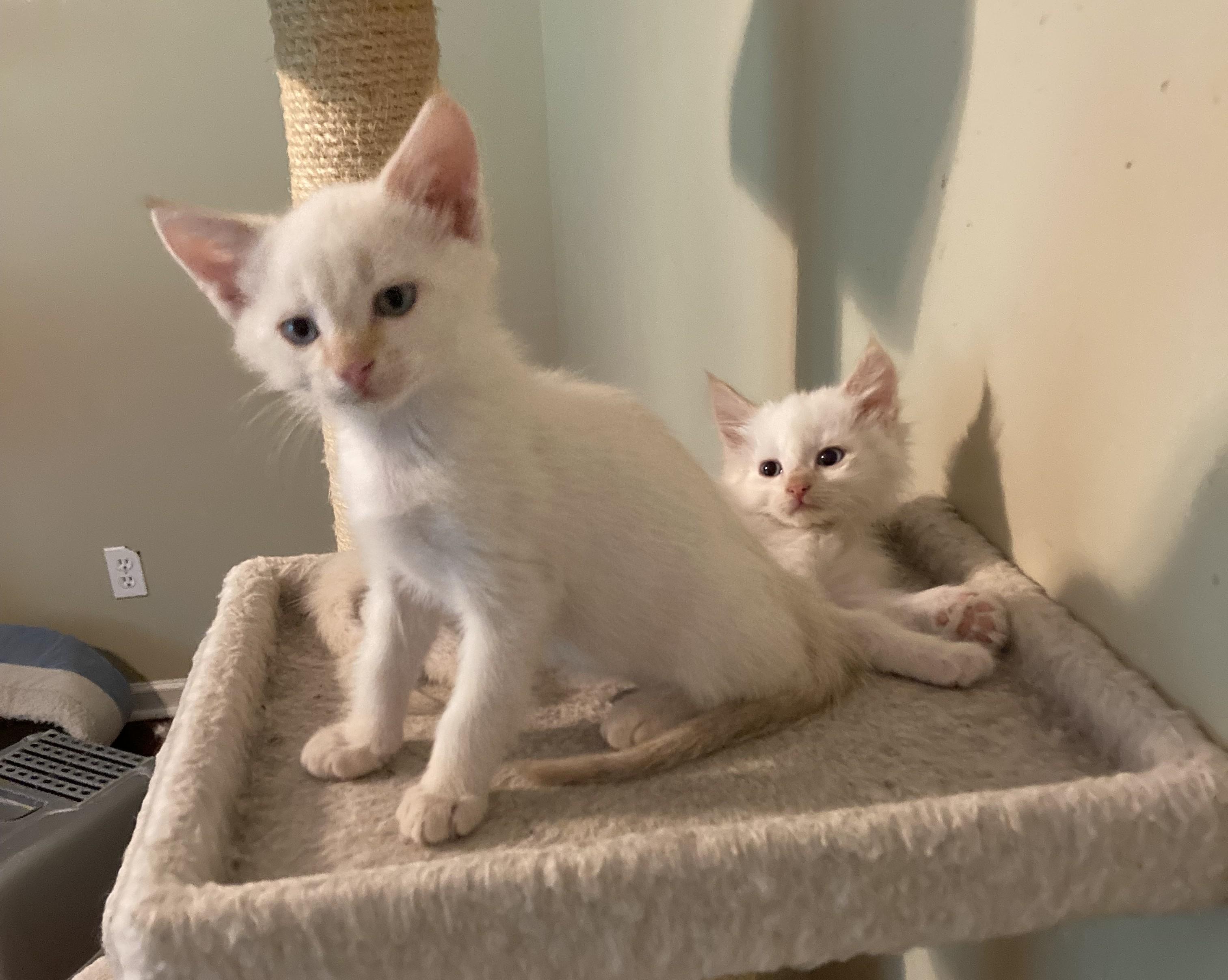 Rumor and Mirabel, an adopted Siamese in Knoxville, TN image 3/4