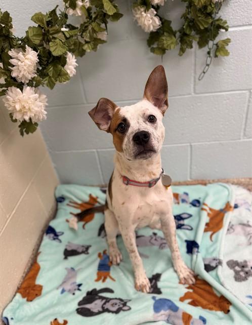 Enlarge ROKY, a Adoptable mixed breed in Brighton, CO image 1/1