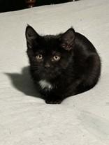 Finland, a Adoptable Domestic Short Hair in Hamilton, MT image 1/2