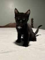 Finland, a Adoptable Domestic Short Hair in Hamilton, MT image 2/2