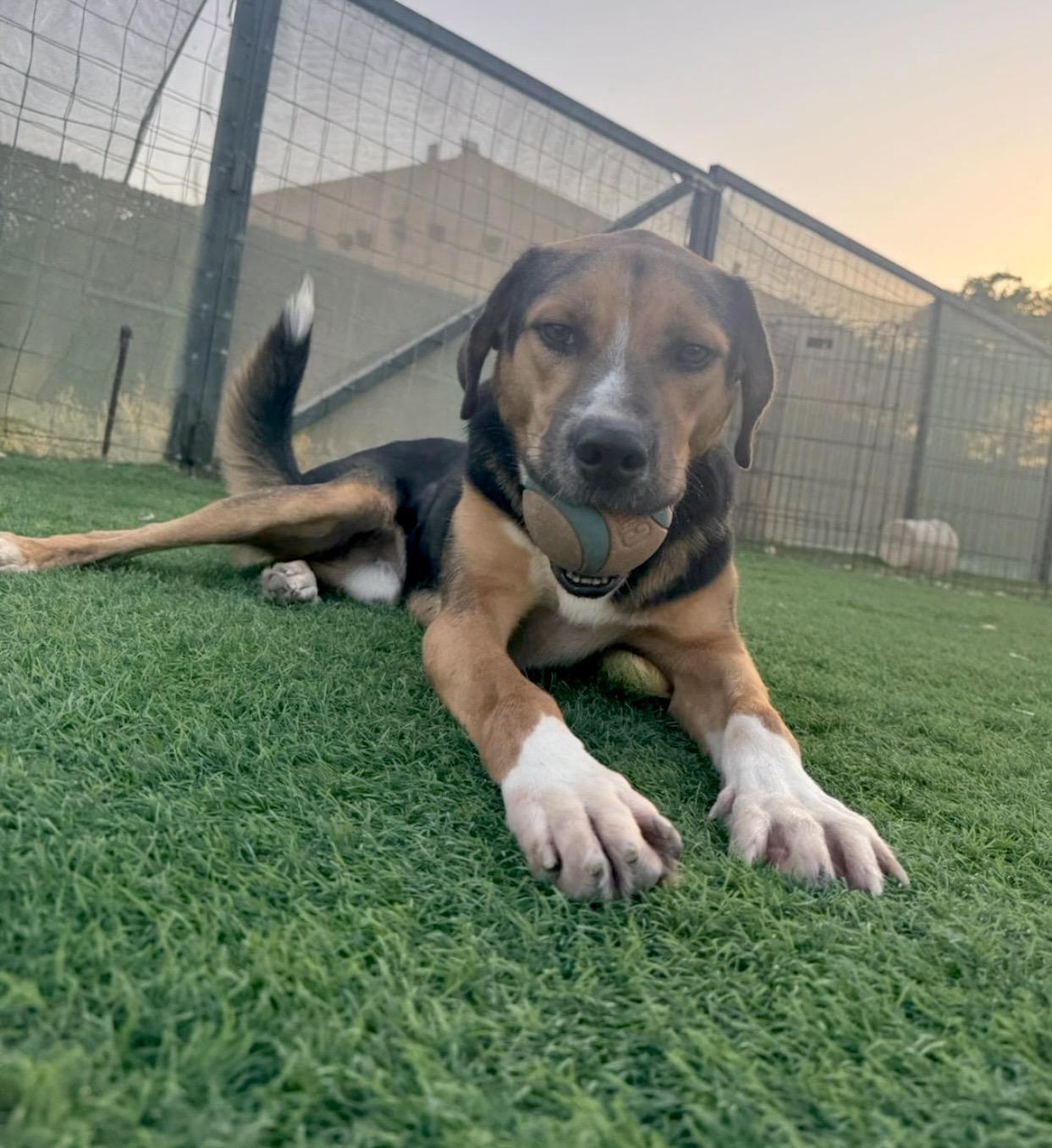 Enlarge Daboo, a Adoptable mixed breed in Thurmont, MD image 6/6