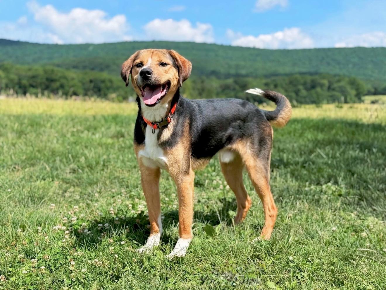 Enlarge Daboo, a Adoptable mixed breed in Thurmont, MD image 2/6