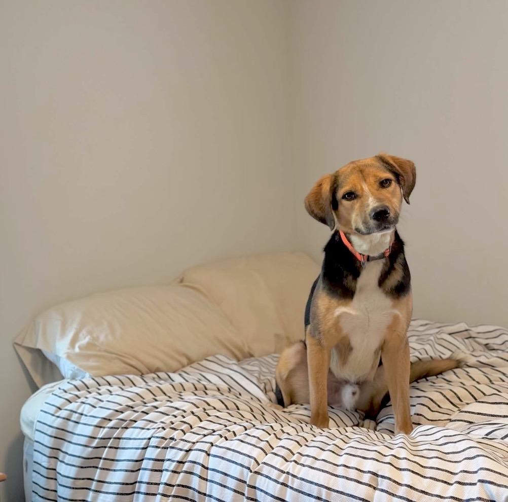 Enlarge Daboo, a Adoptable mixed breed in Thurmont, MD image 1/6