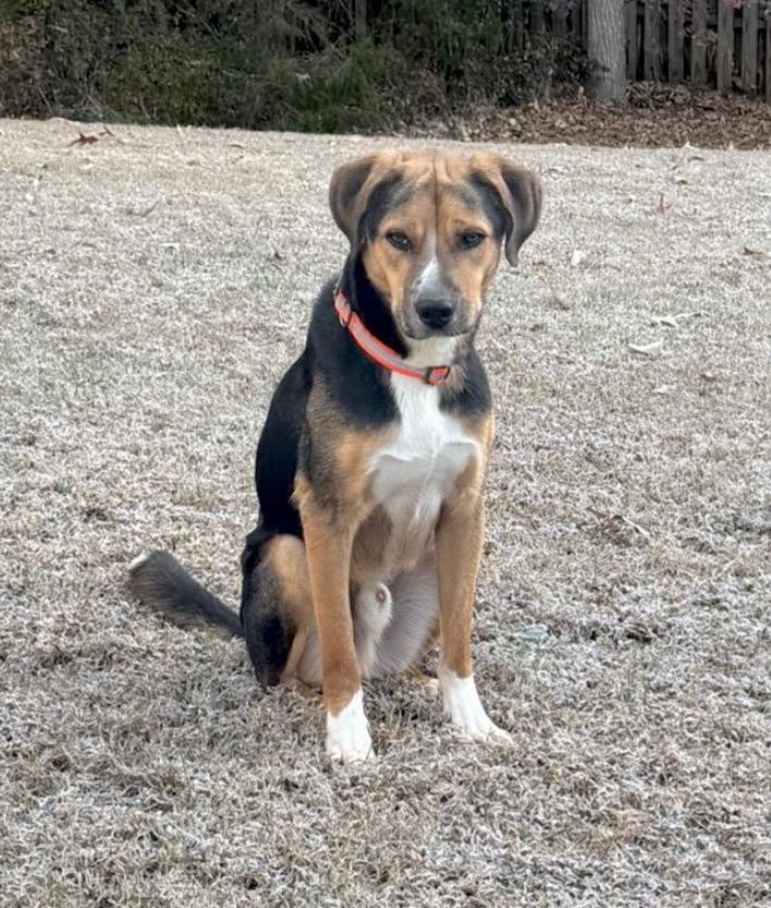 Enlarge Daboo, a Adoptable mixed breed in Thurmont, MD image 4/6