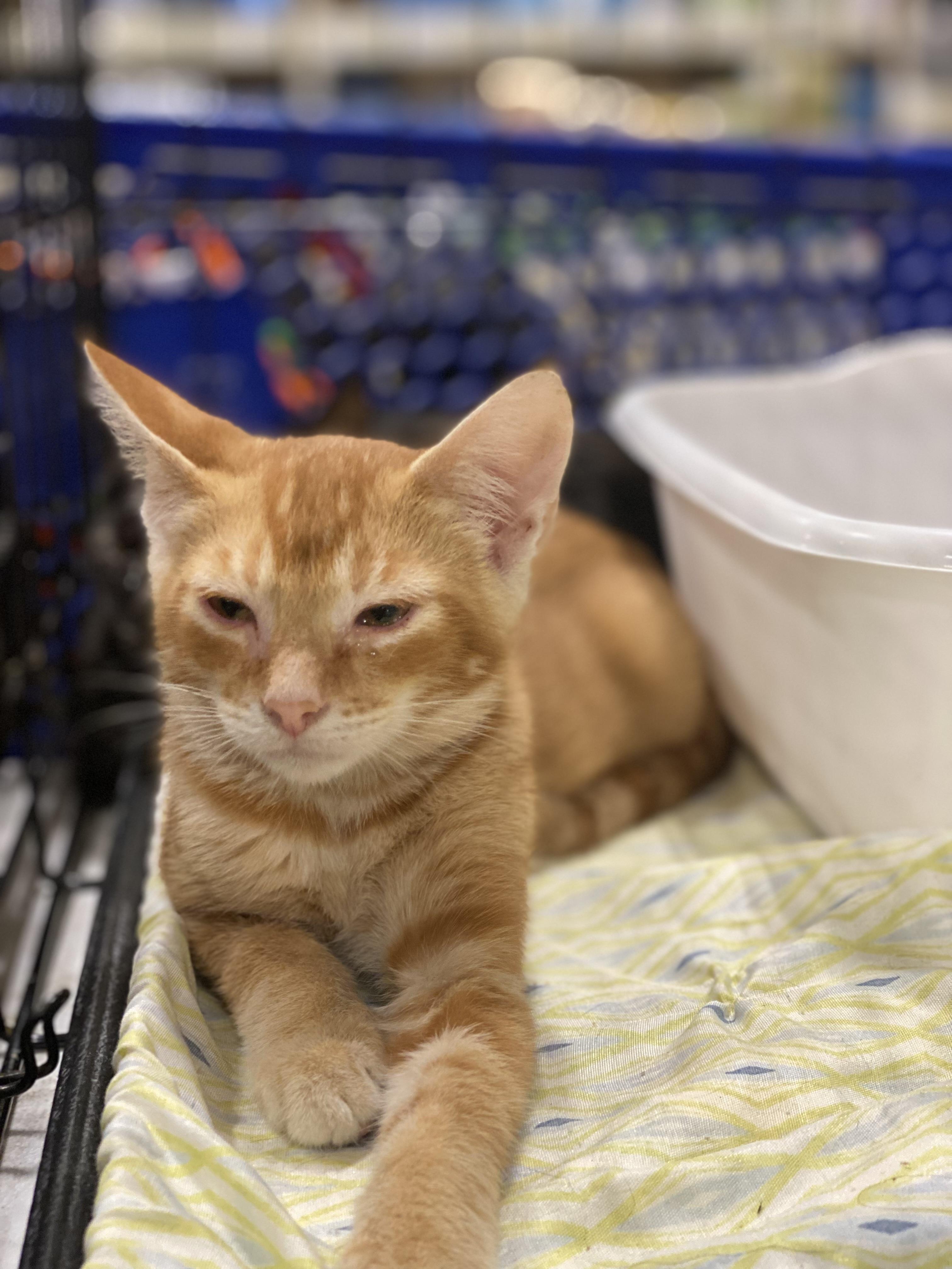 Sonny, a Adoptable mixed breed in Eagleville, TN image 1/2