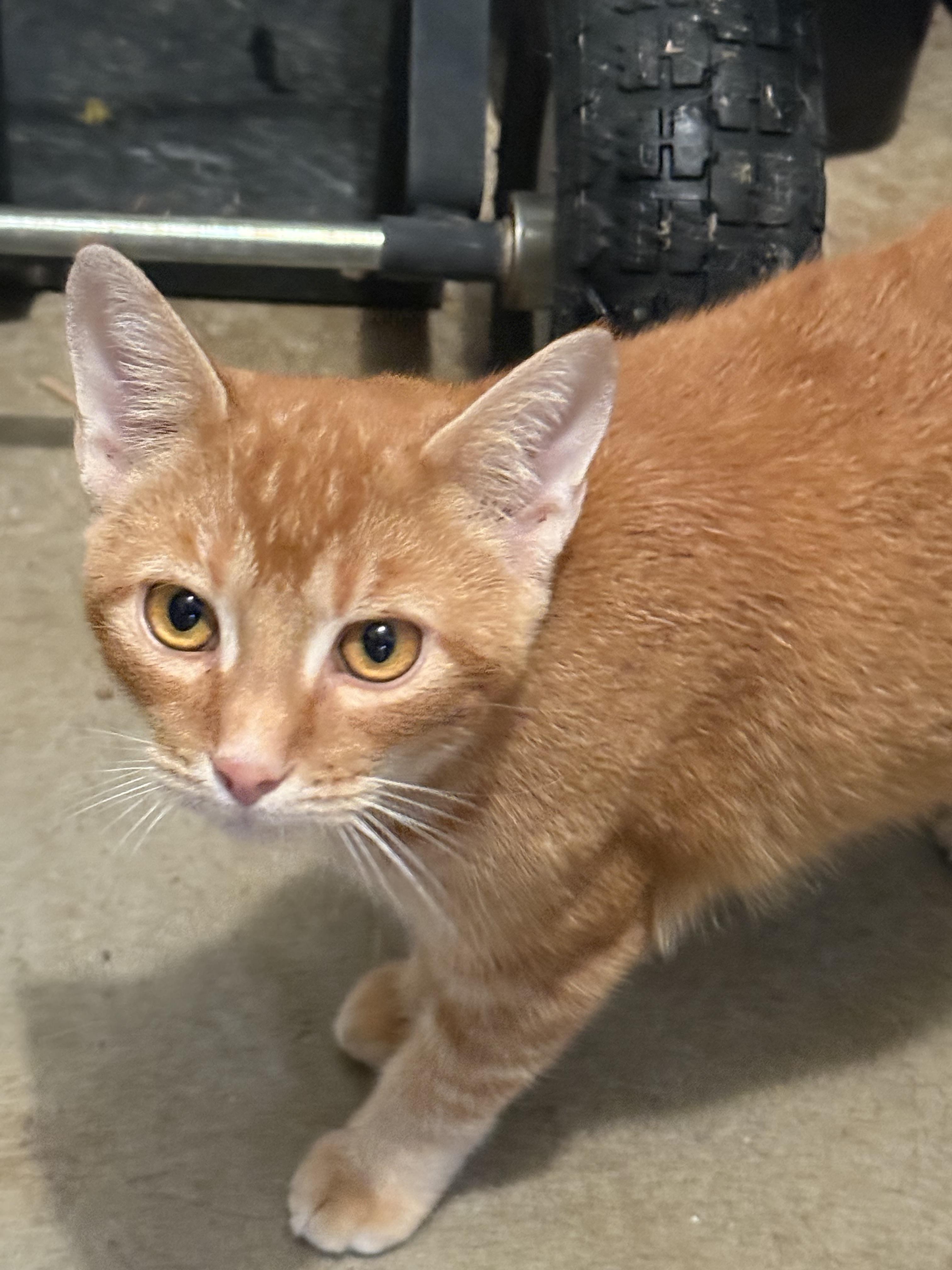 Sonny, a Adoptable mixed breed in Eagleville, TN image 2/2