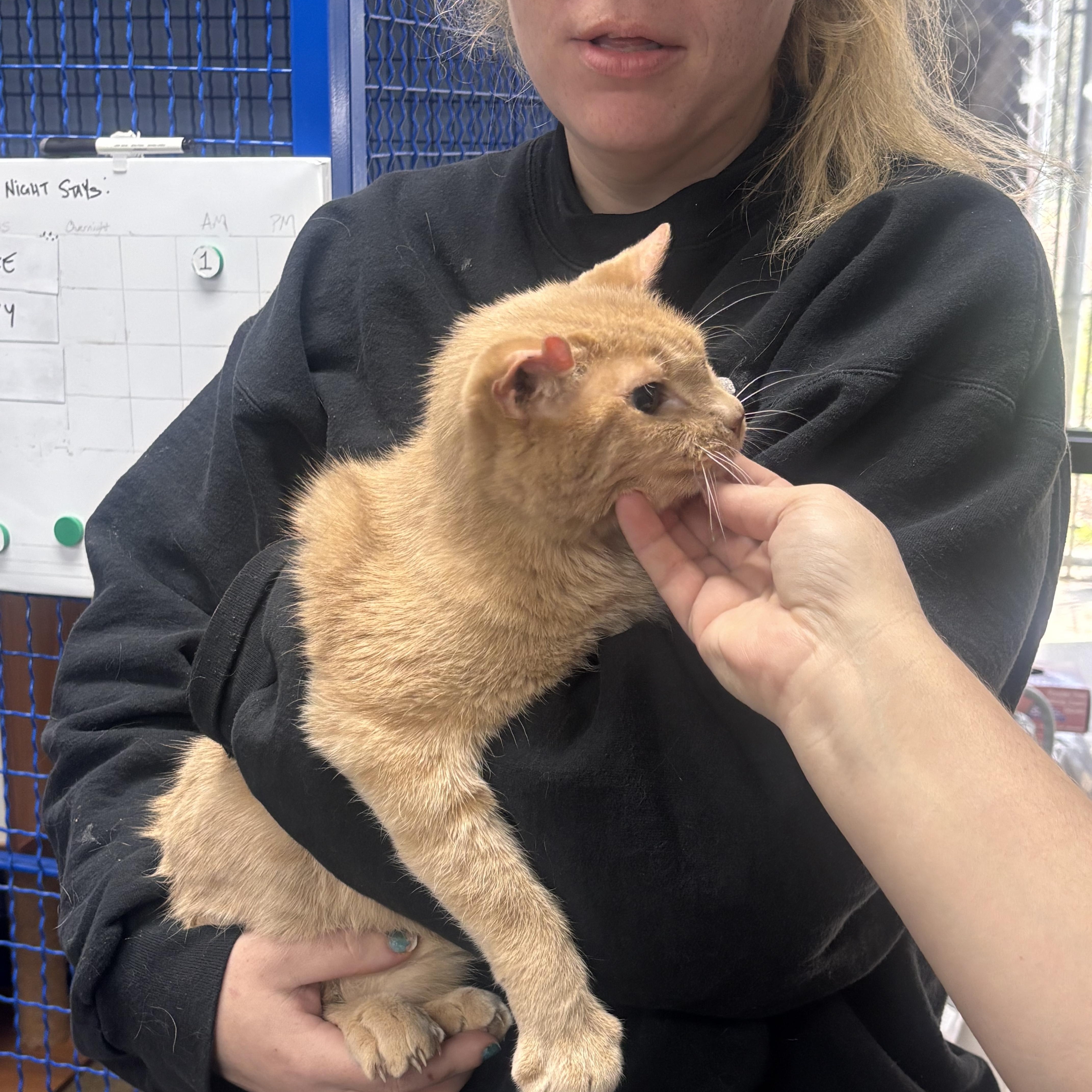 Fred, adopted, Senior Male Domestic Short Hair.