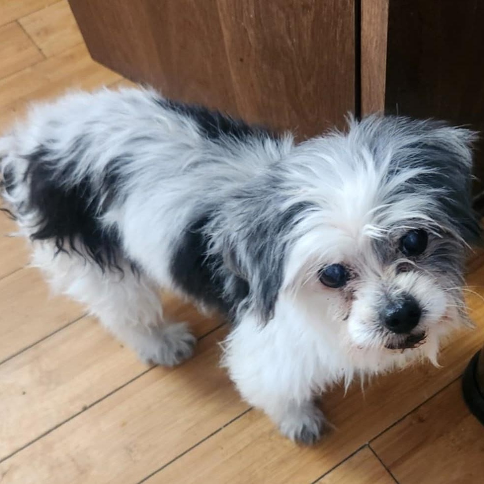 Maizy, Senior Female unknown