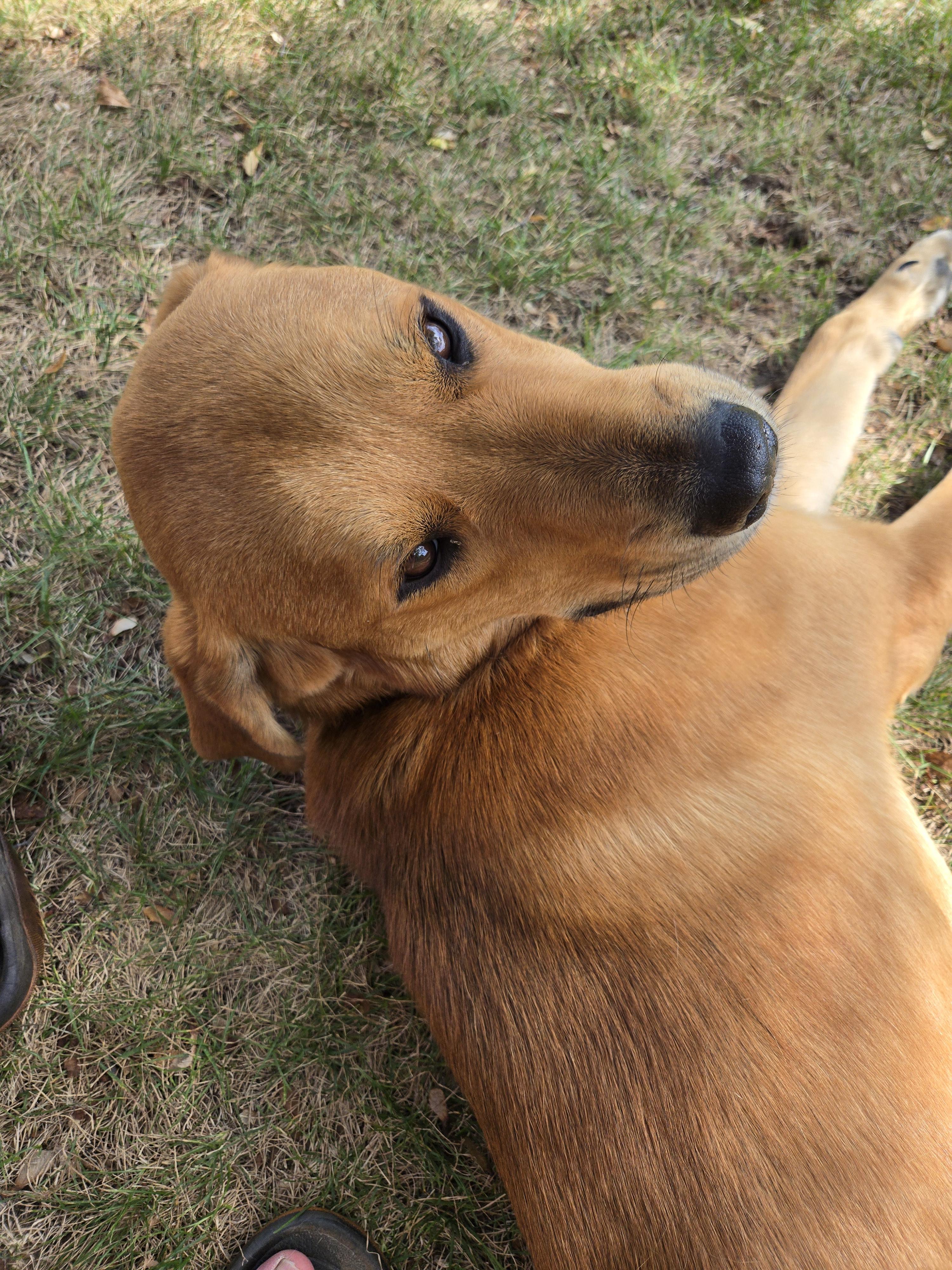 Jackie, Adopted, Young Male Labrador Retriever.