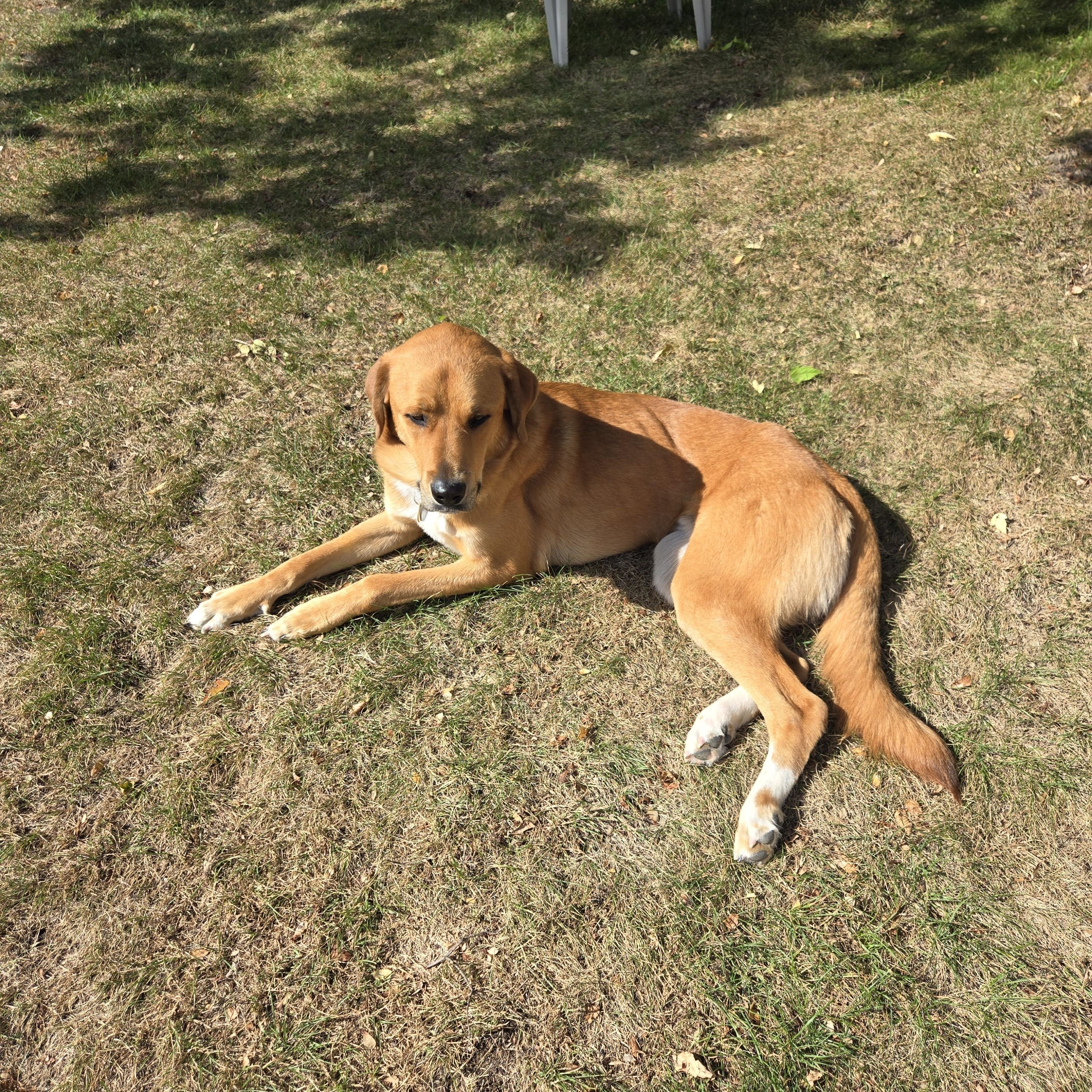 Enlarge Jackie, a Adopted mixed breed in Minnetonka, MN image 2/3