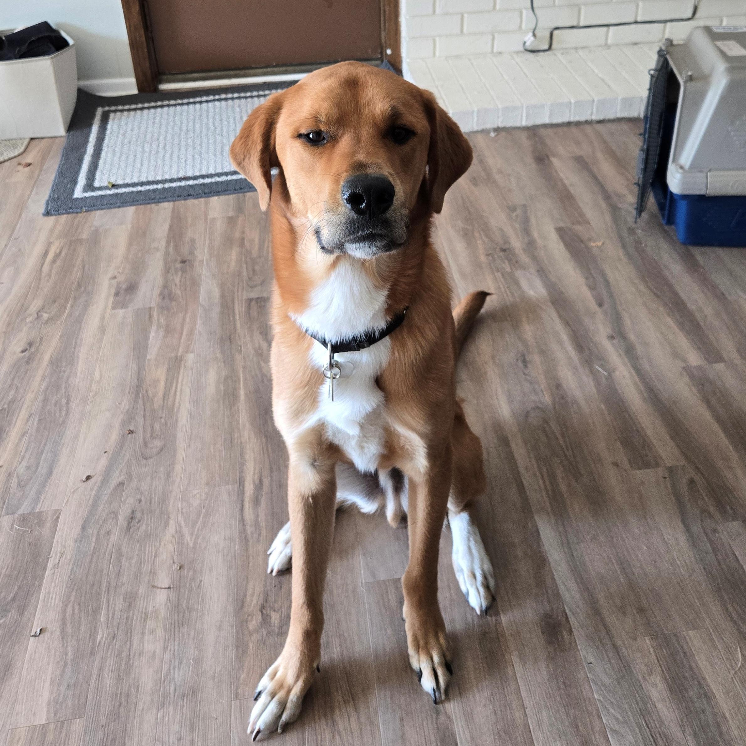 Enlarge Jackie, a Adopted mixed breed in Minnetonka, MN image 3/3