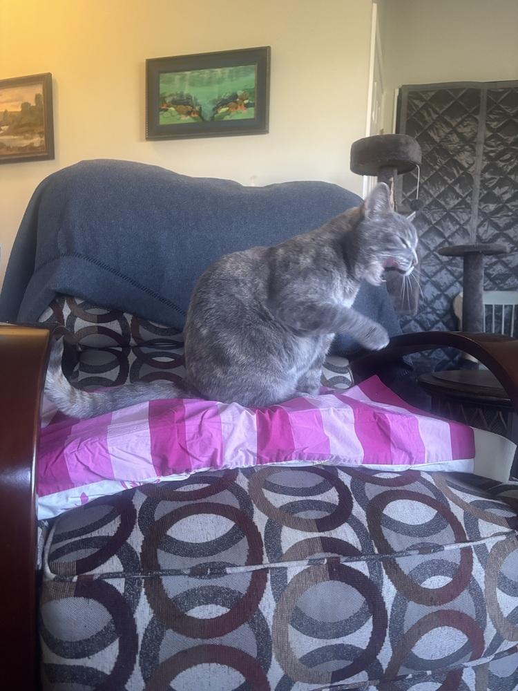 Sonata, Adoptable, Adult Female Domestic Short Hair.