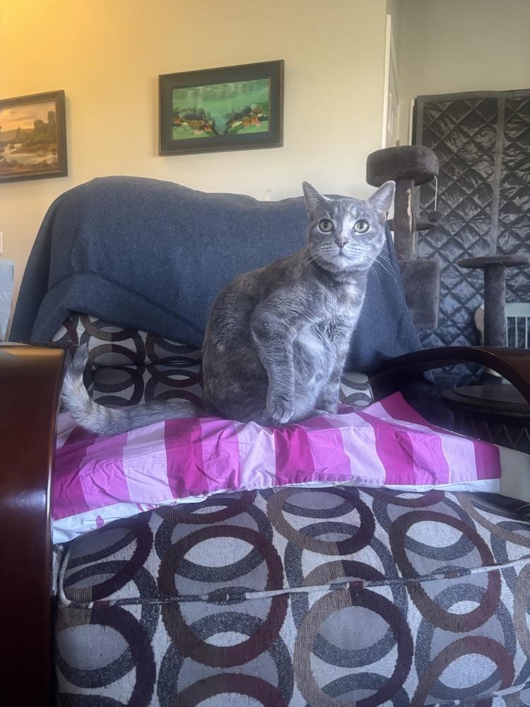 Sonata, a Adoptable Domestic Short Hair in Salisbury, NC image 2/6