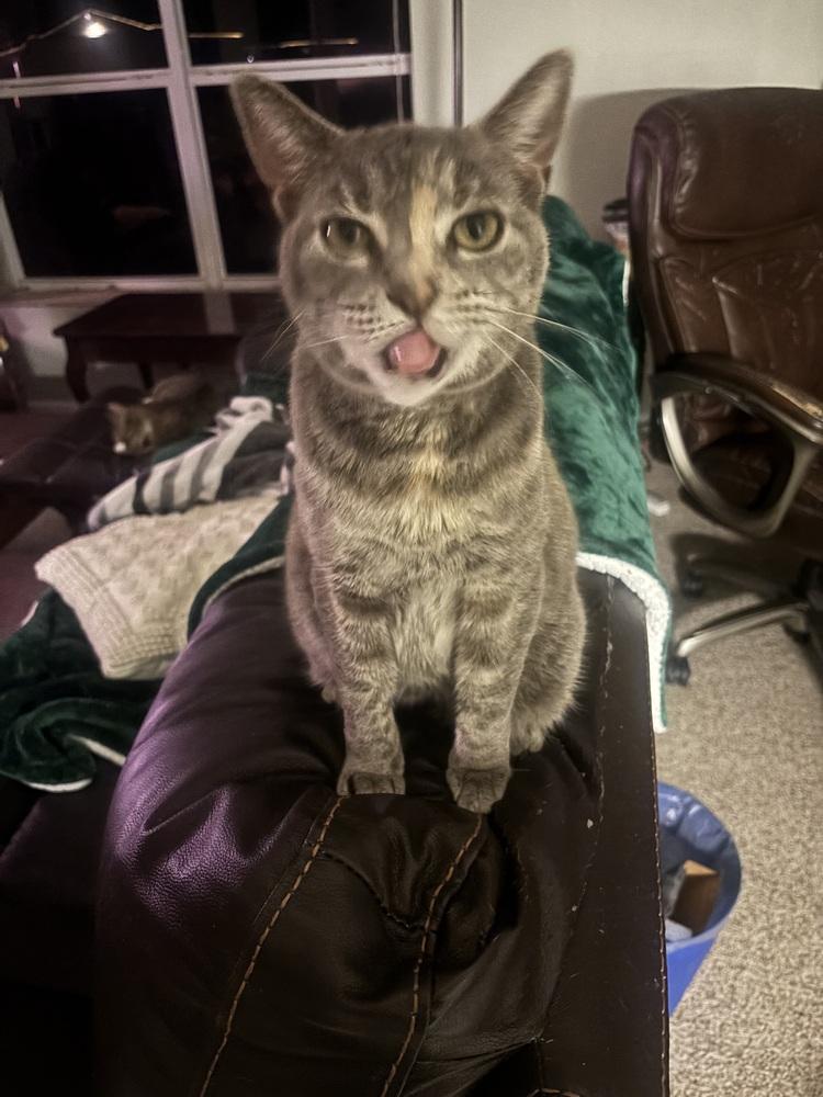 Sonata, a Adoptable Domestic Short Hair in Salisbury, NC image 3/6