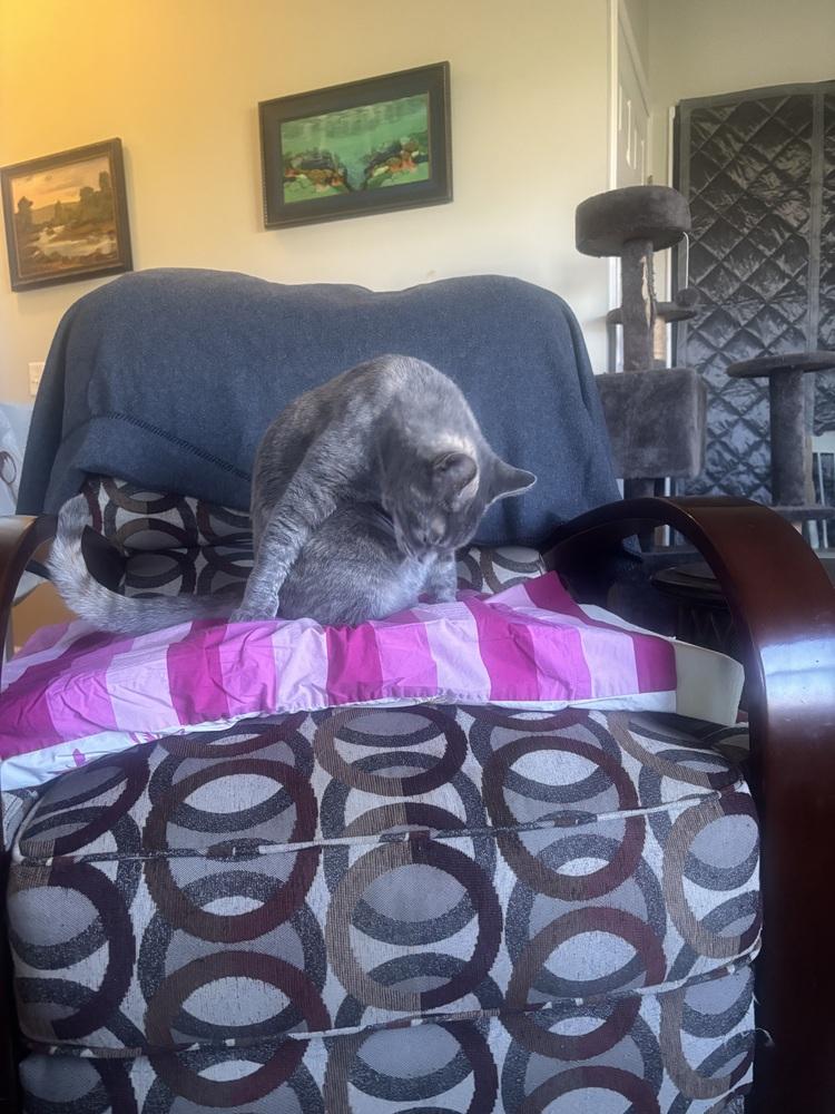 Sonata, a Adoptable Domestic Short Hair in Salisbury, NC image 4/6
