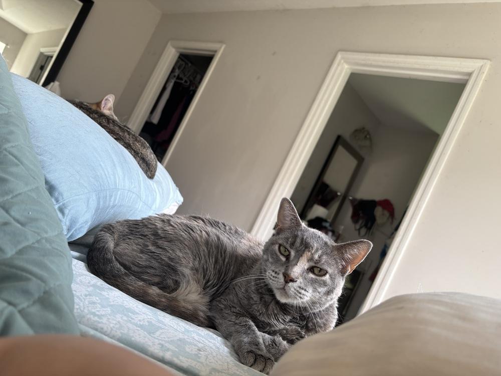 Enlarge Sonata, a Adoptable Domestic Short Hair in Salisbury, NC image 5/6