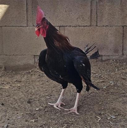 Enlarge CHICKEN LITTLE, a Adoptable Chicken in Castaic, CA image 1/1