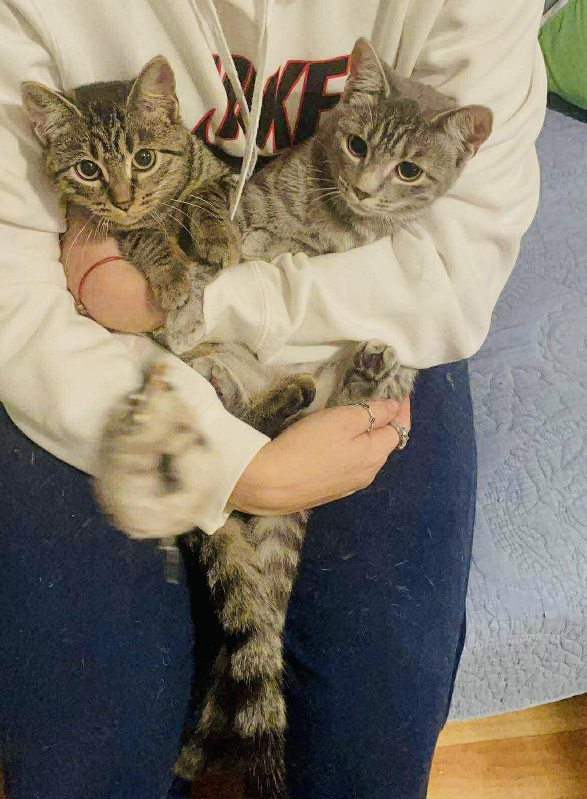 Enlarge Bonded Sisters Nova and Marina, a Adoptable Domestic Short Hair in Brooklyn , NY image 1/6