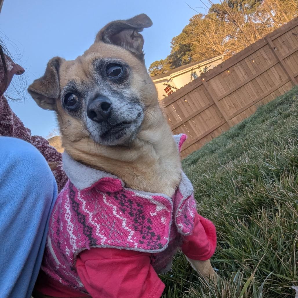 Enlarge Daisy, a Adoptable mixed breed in Durham, NC image 1/6