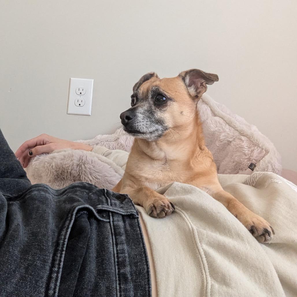 Enlarge Daisy, a Adoptable mixed breed in Durham, NC image 2/6