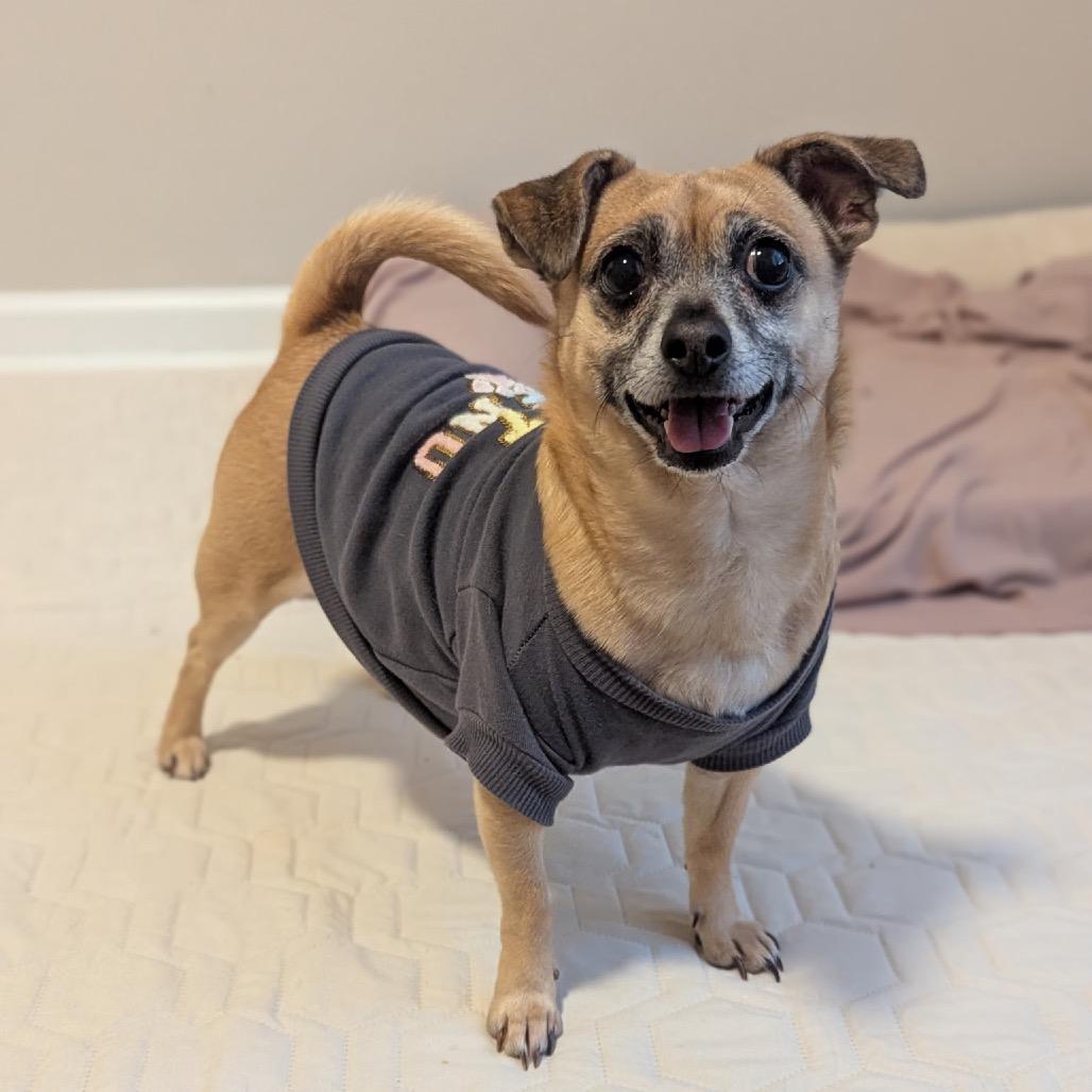 Enlarge Daisy, a Adoptable mixed breed in Durham, NC image 3/6