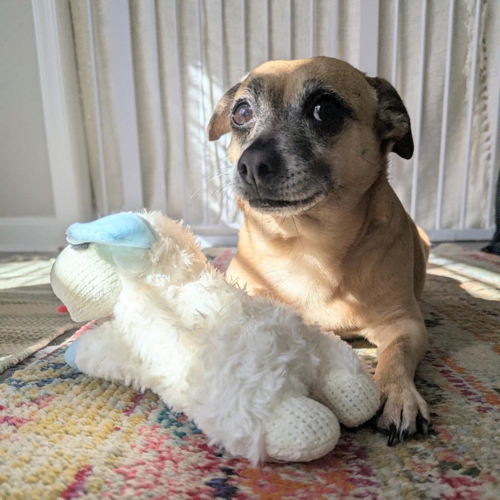 Enlarge Daisy, a Adoptable mixed breed in Durham, NC image 4/6