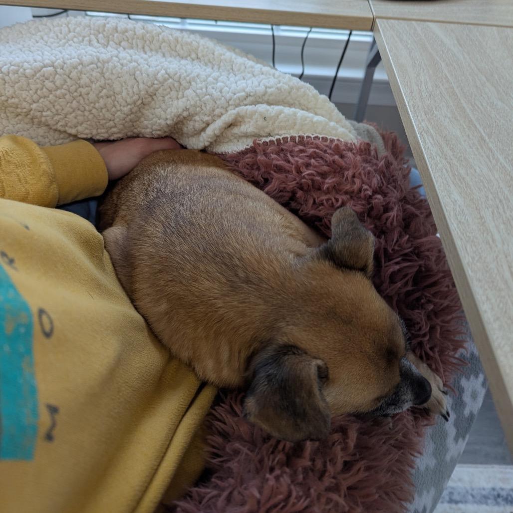 Enlarge Daisy, a Adoptable mixed breed in Durham, NC image 5/6