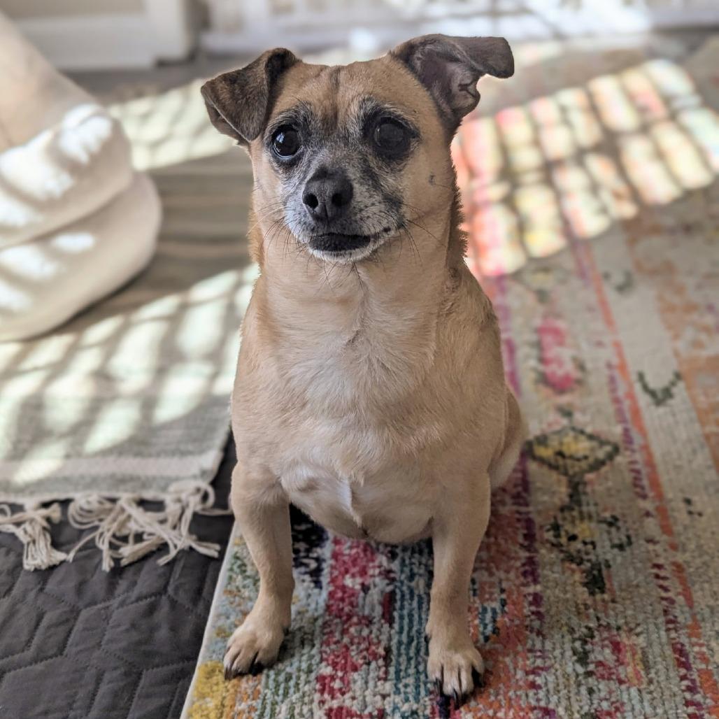 Enlarge Daisy, a Adoptable mixed breed in Durham, NC image 6/6