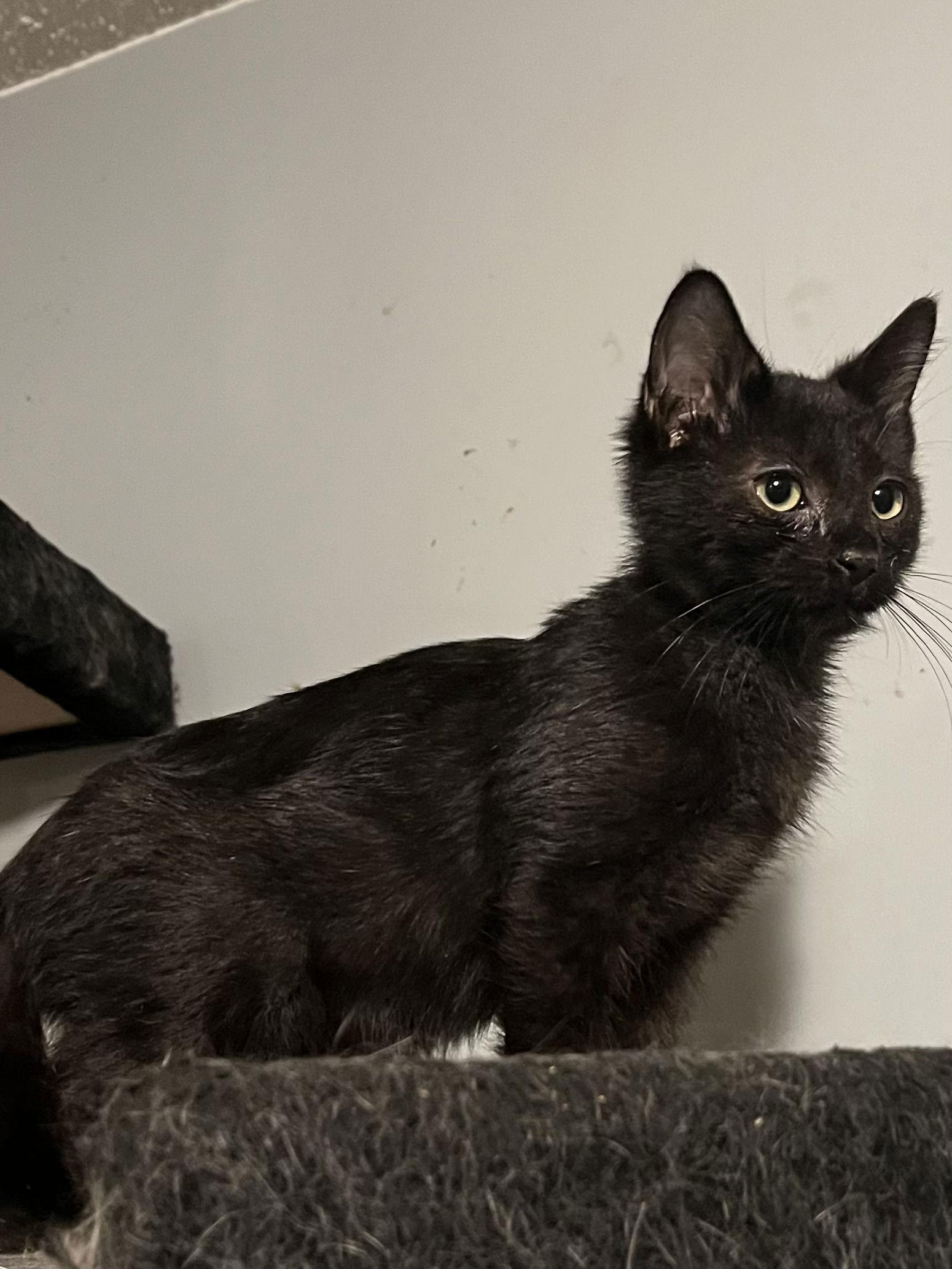 Button, Adoptable, Kitten Male Domestic Short Hair.