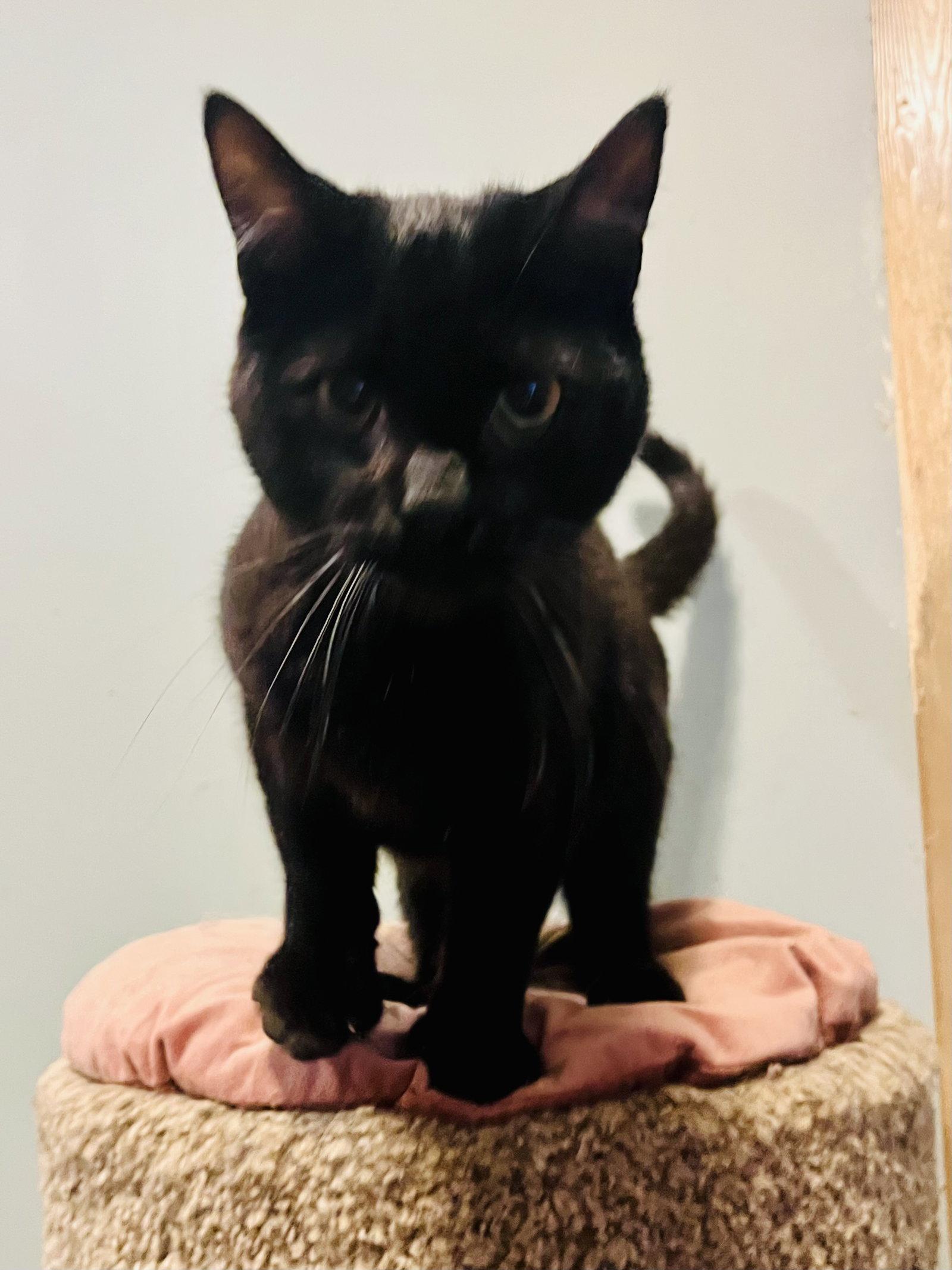 Enlarge Button, a Adoptable Domestic Short Hair in Zimmerman, MN image 2/2