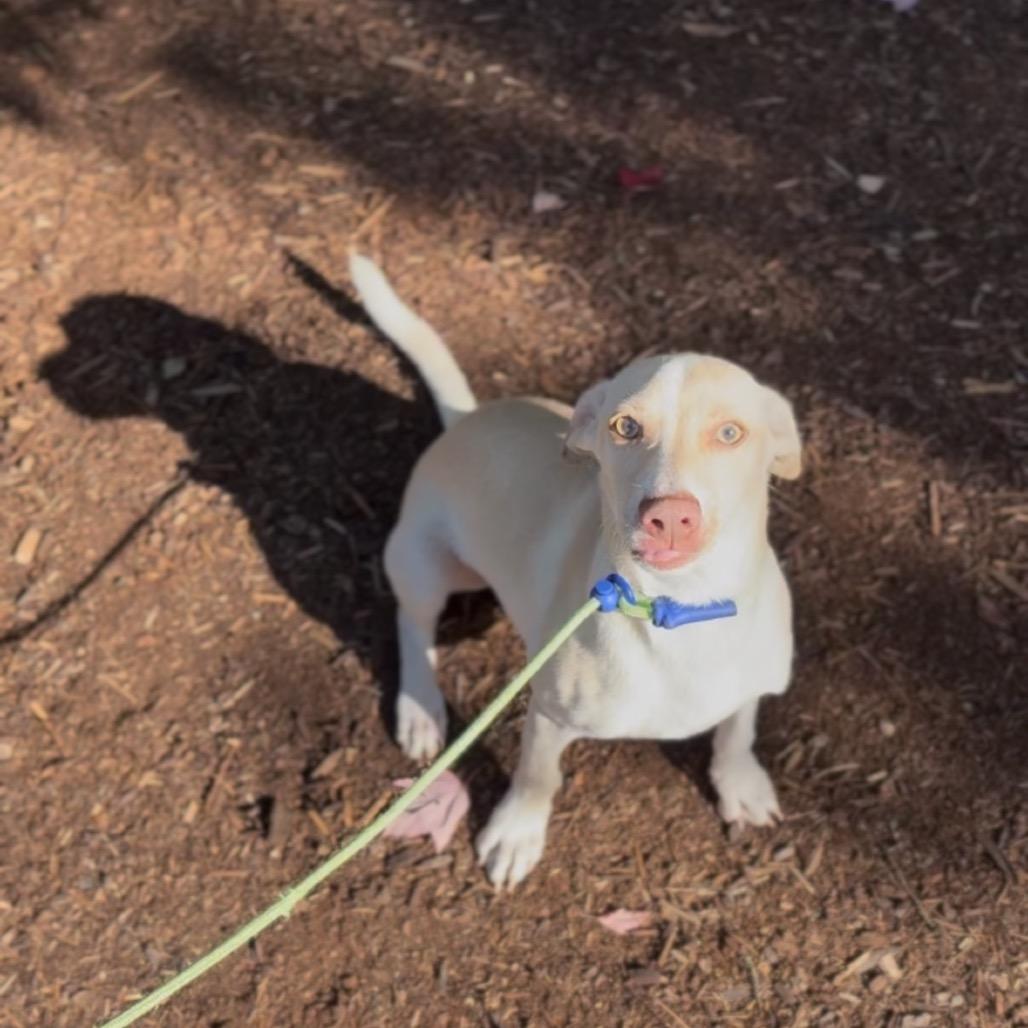 Kipper, Adoptable, Young Male Dachshund & Chihuahua.