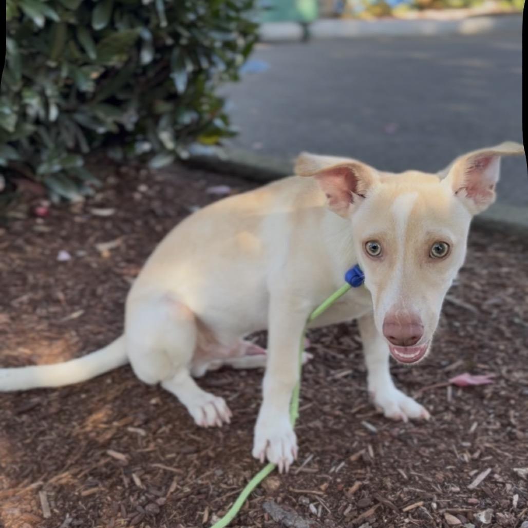 Enlarge Kipper, a Adoptable mixed breed in Newberg, OR image 2/4