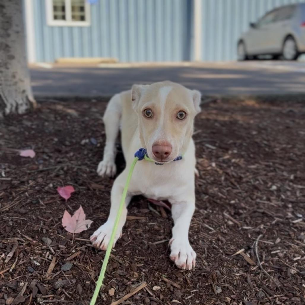 Enlarge Kipper, a Adoptable mixed breed in Newberg, OR image 3/4