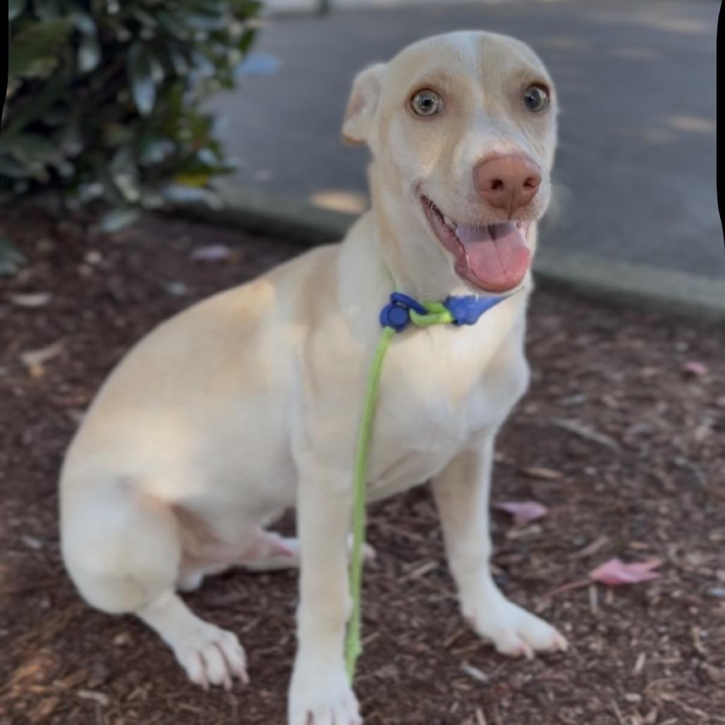 Enlarge Kipper, a Adoptable mixed breed in Newberg, OR image 4/4