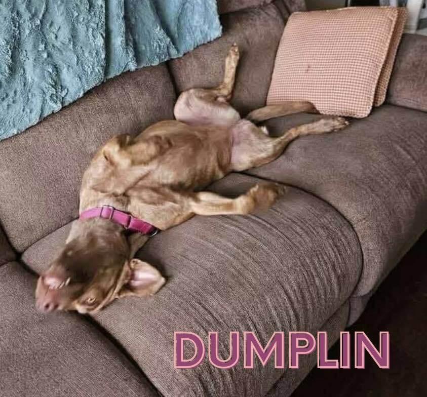 Dumplin, Adoptable, Young Female Hound.