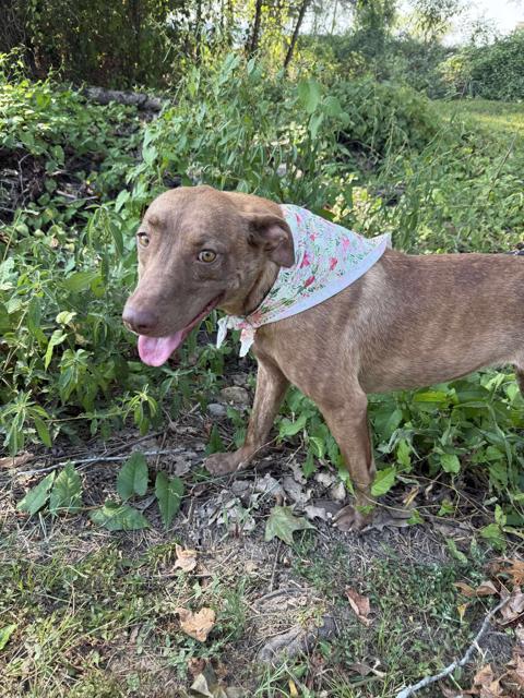 Enlarge Dumplin, a Adoptable mixed breed in Norfolk, MA image 3/6