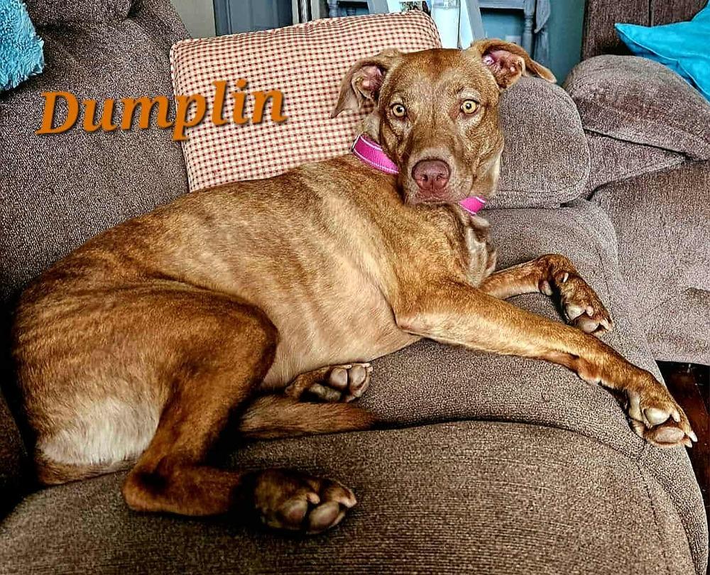 Enlarge Dumplin, a Adoptable mixed breed in Norfolk, MA image 5/6