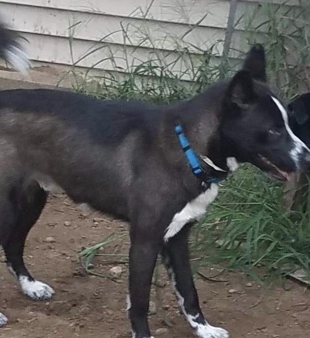 Enlarge Frank, a Adopted mixed breed in Boston, MA image 2/6